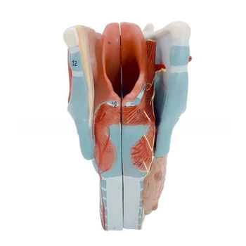 2x Išsiplėtusios Anatomijos Gerklų Modelis, Nuimamas Žmogaus Gerklės Modelis Anatomija